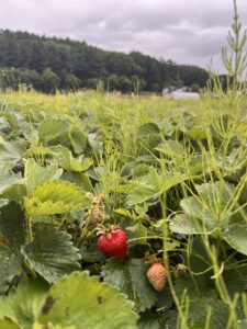 つくり手を訪ねて①「あらいふぁーむ」さん